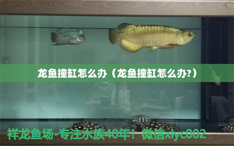 龍魚撞缸怎么辦（龍魚撞缸怎么辦?）