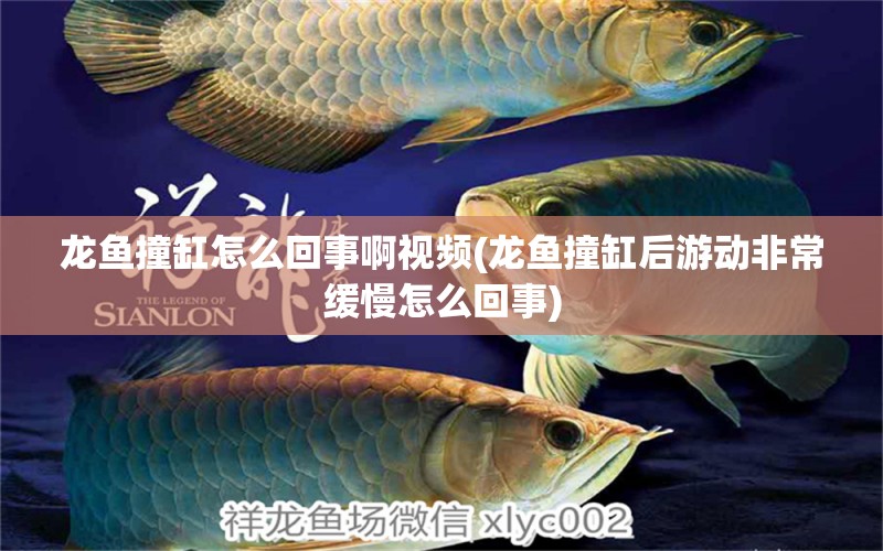 龍魚撞缸怎么回事啊視頻(龍魚撞缸后游動(dòng)非常緩慢怎么回事) 翡翠鳳凰魚