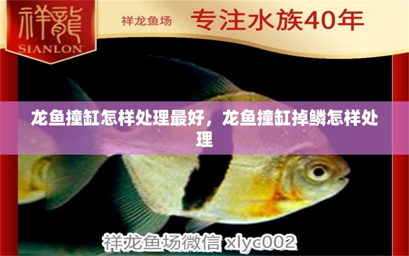 龍魚撞缸怎樣處理最好，龍魚撞缸掉鱗怎樣處理 龍魚專用燈