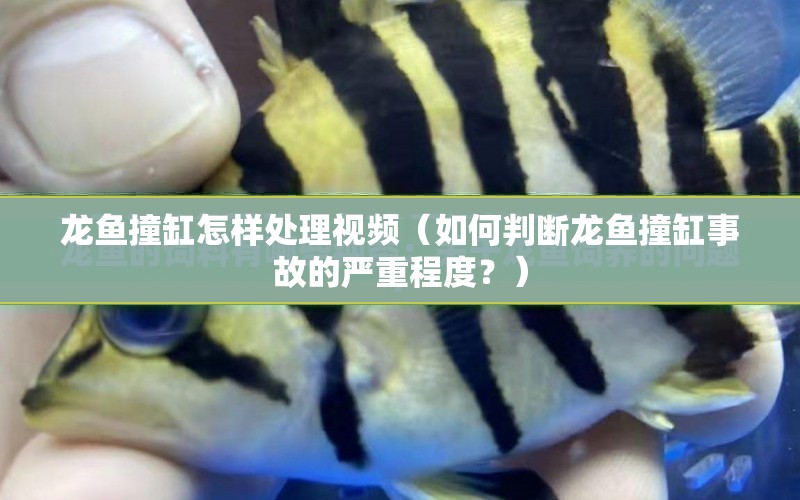 龍魚撞缸怎樣處理視頻（如何判斷龍魚撞缸事故的嚴重程度？） 水族問答 第2張