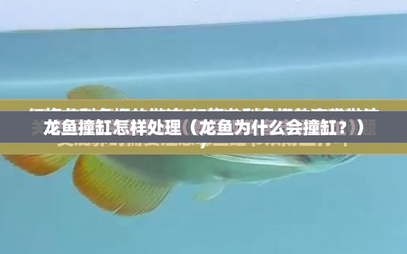 龍魚(yú)撞缸怎樣處理（龍魚(yú)為什么會(huì)撞缸？） 水族問(wèn)答 第1張