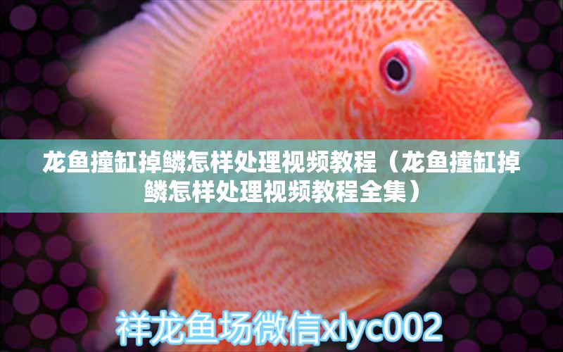 龍魚(yú)撞缸掉鱗怎樣處理視頻教程（龍魚(yú)撞缸掉鱗怎樣處理視頻教程全集）