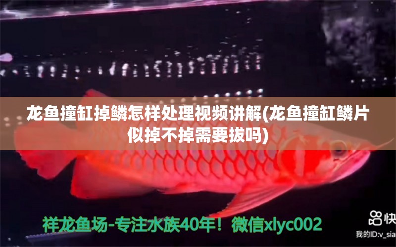 龍魚撞缸掉鱗怎樣處理視頻講解(龍魚撞缸鱗片似掉不掉需要拔嗎)