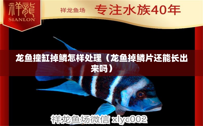 龍魚(yú)撞缸掉鱗怎樣處理（龍魚(yú)掉鱗片還能長(zhǎng)出來(lái)嗎）