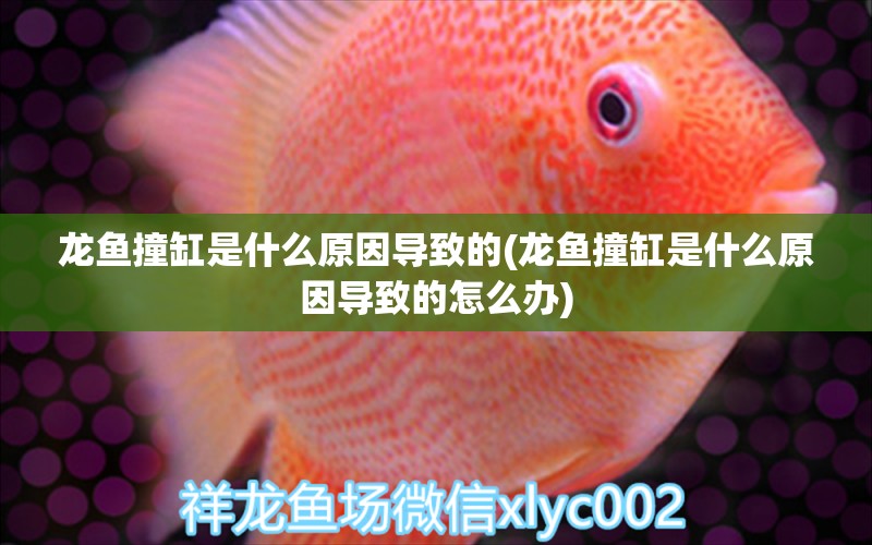 龍魚撞缸是什么原因?qū)е碌?龍魚撞缸是什么原因?qū)е碌脑趺崔k) 野彩魚 第1張