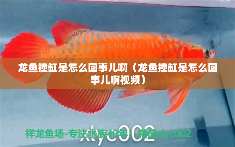 龍魚撞缸是怎么回事兒?。堲~撞缸是怎么回事兒啊視頻） 委內(nèi)瑞拉奧里諾三間魚苗