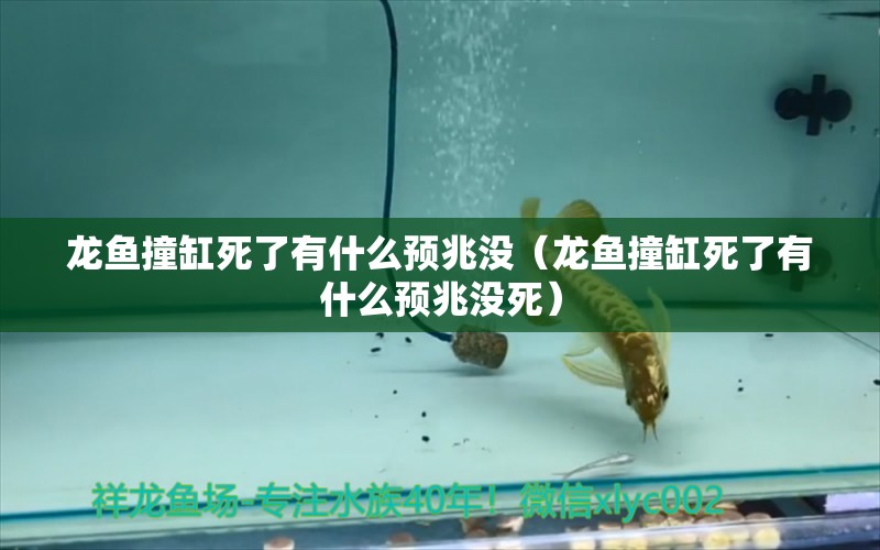 龍魚撞缸死了有什么預(yù)兆沒（龍魚撞缸死了有什么預(yù)兆沒死） 廣州龍魚批發(fā)市場