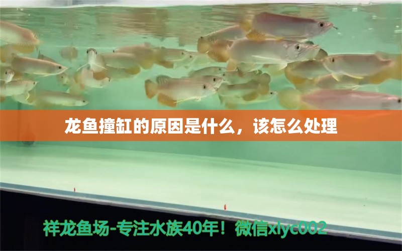 龍魚撞缸的原因是什么，該怎么處理