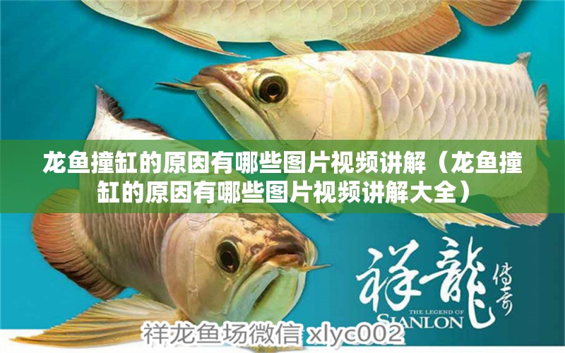 龍魚撞缸的原因有哪些圖片視頻講解（龍魚撞缸的原因有哪些圖片視頻講解大全）