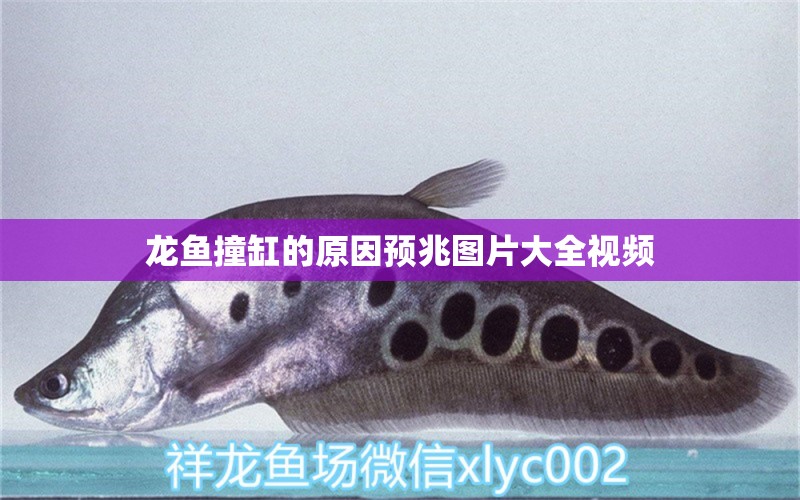 龍魚撞缸的原因預(yù)兆圖片大全視頻 祥龍魚場