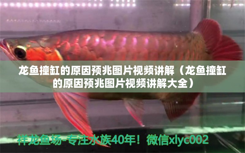 龍魚撞缸的原因預兆圖片視頻講解（龍魚撞缸的原因預兆圖片視頻講解大全） 廣州龍魚批發(fā)市場