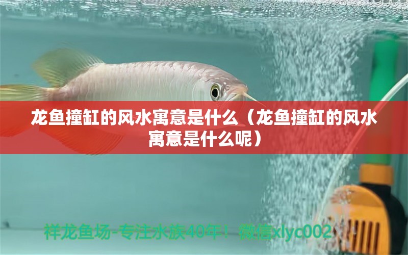 龍魚撞缸的風水寓意是什么（龍魚撞缸的風水寓意是什么呢） 魚缸風水