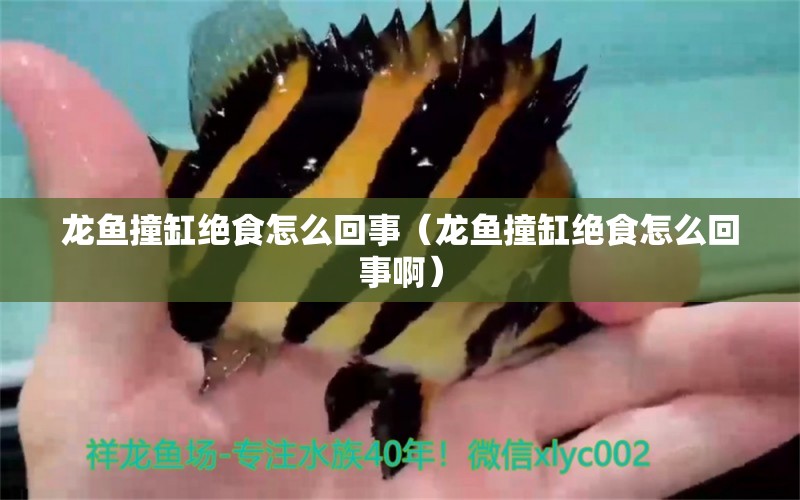 龍魚撞缸絕食怎么回事（龍魚撞缸絕食怎么回事?。?廣州龍魚批發(fā)市場