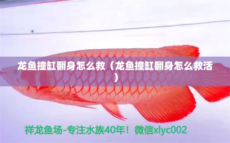 龍魚撞缸翻身怎么救（龍魚撞缸翻身怎么救活）