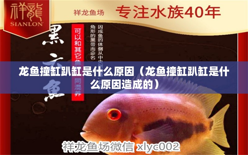 龍魚(yú)撞缸趴缸是什么原因（龍魚(yú)撞缸趴缸是什么原因造成的） 廣州龍魚(yú)批發(fā)市場(chǎng)