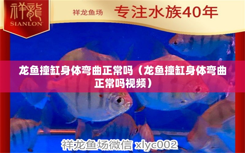 龍魚撞缸身體彎曲正常嗎（龍魚撞缸身體彎曲正常嗎視頻）