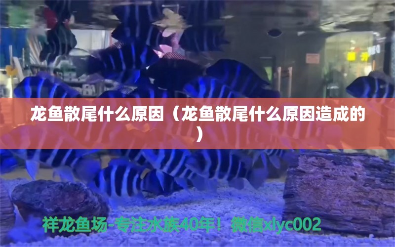 龍魚散尾什么原因（龍魚散尾什么原因造成的）