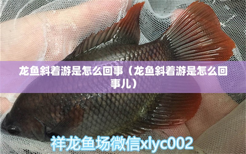 龍魚斜著游是怎么回事（龍魚斜著游是怎么回事兒）