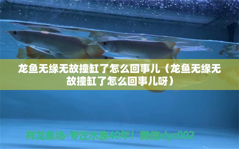 龍魚(yú)無(wú)緣無(wú)故撞缸了怎么回事兒（龍魚(yú)無(wú)緣無(wú)故撞缸了怎么回事兒呀）