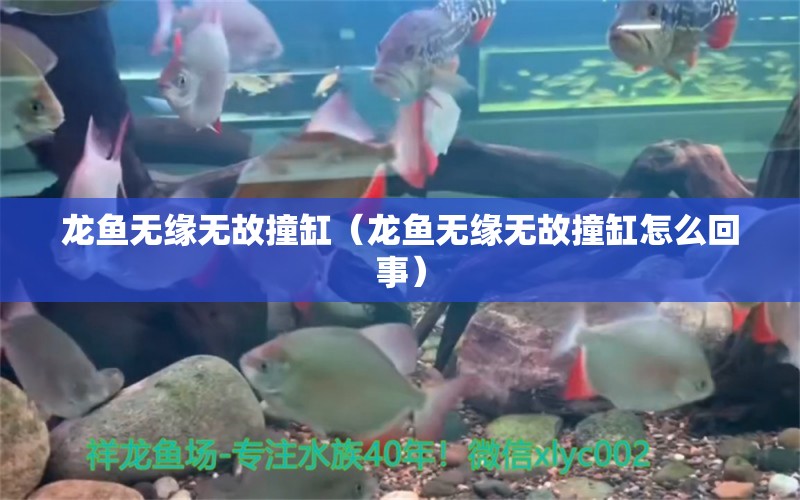 龍魚無緣無故撞缸（龍魚無緣無故撞缸怎么回事） 廣州龍魚批發(fā)市場(chǎng)