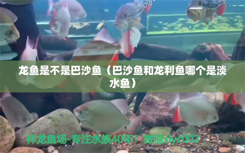 龍魚是不是巴沙魚（巴沙魚和龍利魚哪個是淡水魚）