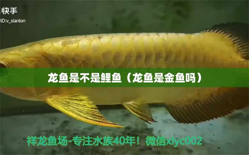 龍魚是不是鯉魚（龍魚是金魚嗎）