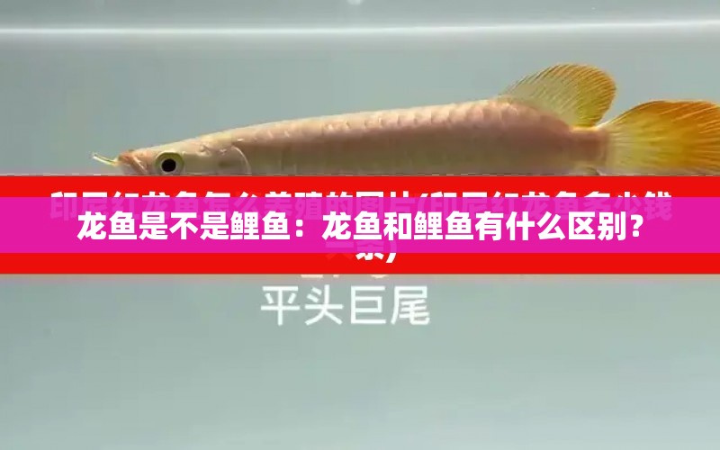 龍魚(yú)是不是鯉魚(yú)：龍魚(yú)和鯉魚(yú)有什么區(qū)別？ 水族問(wèn)答