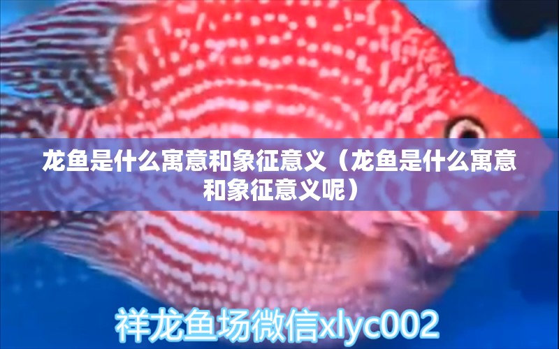 龍魚是什么寓意和象征意義（龍魚是什么寓意和象征意義呢）