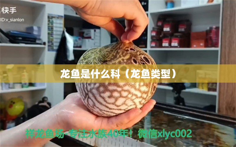 龍魚是什么科（龍魚類型）