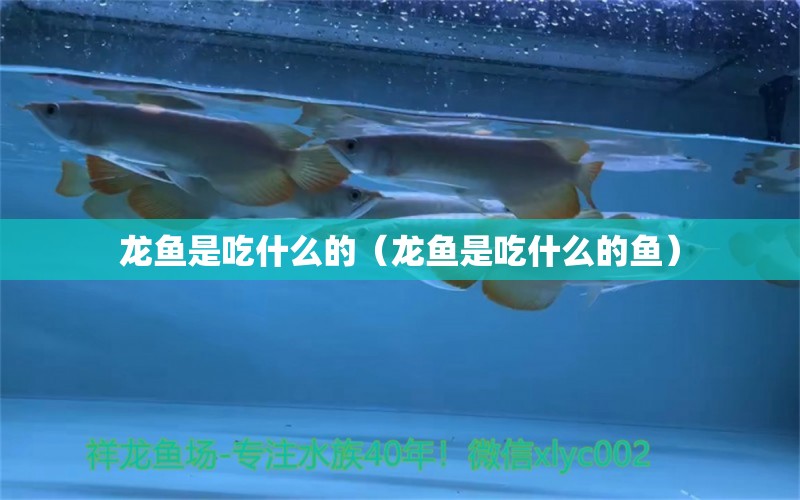 龍魚(yú)是吃什么的（龍魚(yú)是吃什么的魚(yú)） 廣州龍魚(yú)批發(fā)市場(chǎng)