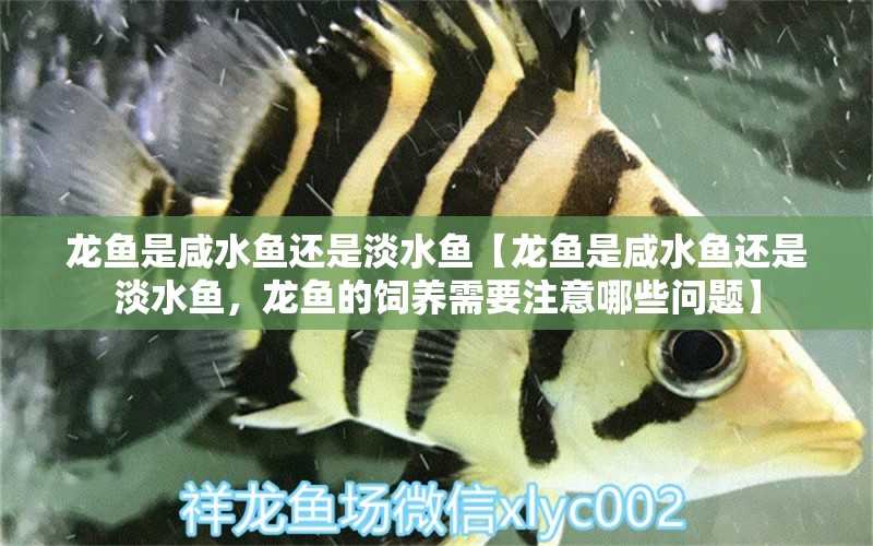 龍魚是咸水魚還是淡水魚【龍魚是咸水魚還是淡水魚，龍魚的飼養(yǎng)需要注意哪些問題】 水族問答 第1張