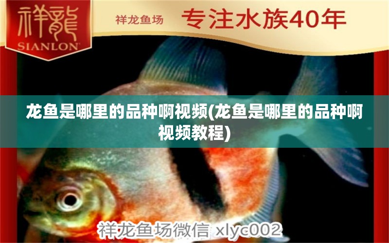 龍魚是哪里的品種啊視頻(龍魚是哪里的品種啊視頻教程) 稀有紅龍品種