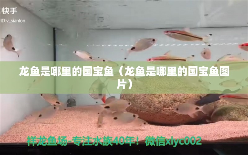 龍魚是哪里的國寶魚（龍魚是哪里的國寶魚圖片）