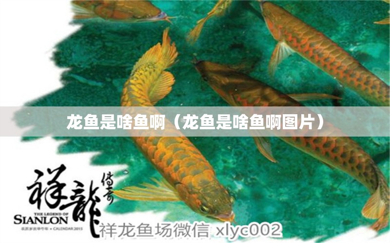 龍魚是啥魚?。堲~是啥魚啊圖片） 廣州龍魚批發(fā)市場(chǎng)