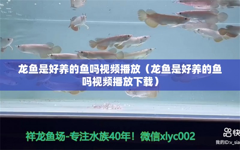 龍魚(yú)是好養(yǎng)的魚(yú)嗎視頻播放（龍魚(yú)是好養(yǎng)的魚(yú)嗎視頻播放下載） 祥龍水族醫(yī)院