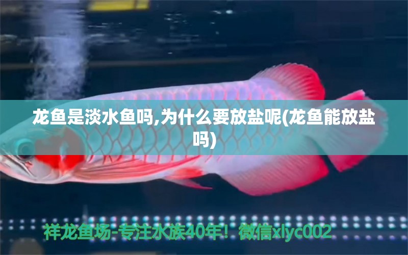 龍魚是淡水魚嗎,為什么要放鹽呢(龍魚能放鹽嗎)