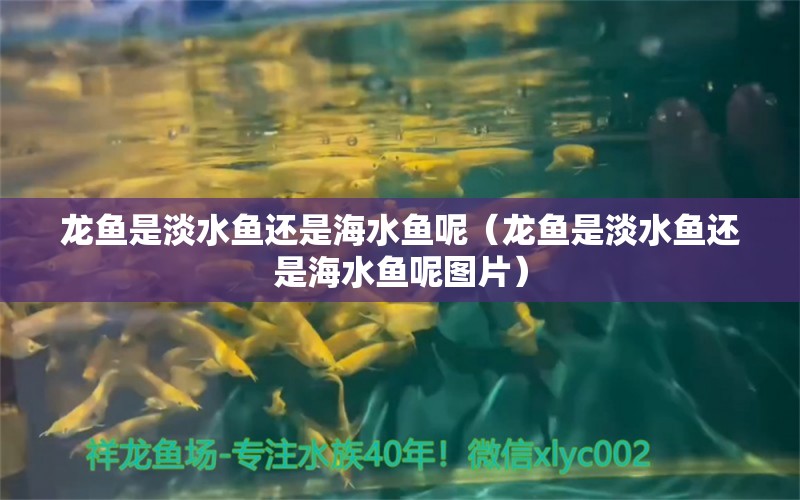 龍魚是淡水魚還是海水魚呢（龍魚是淡水魚還是海水魚呢圖片） 海水魚