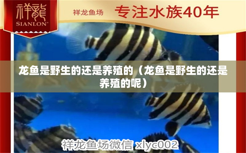 龍魚是野生的還是養(yǎng)殖的（龍魚是野生的還是養(yǎng)殖的呢）