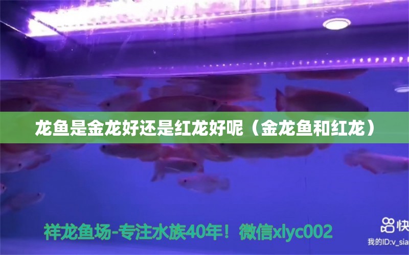 龍魚是金龍好還是紅龍好呢（金龍魚和紅龍） 觀賞魚