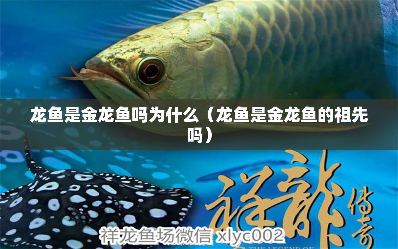 龍魚是金龍魚嗎為什么（龍魚是金龍魚的祖先嗎）