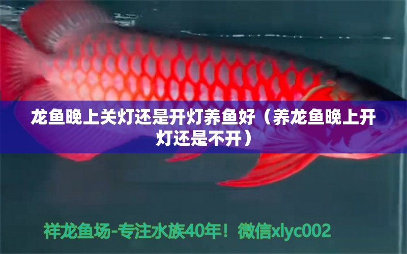 龍魚晚上關(guān)燈還是開燈養(yǎng)魚好（養(yǎng)龍魚晚上開燈還是不開）