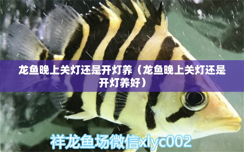 龍魚(yú)晚上關(guān)燈還是開(kāi)燈養(yǎng)（龍魚(yú)晚上關(guān)燈還是開(kāi)燈養(yǎng)好）