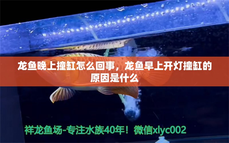 龍魚晚上撞缸怎么回事，龍魚早上開燈撞缸的原因是什么 純血皇冠黑白魟魚