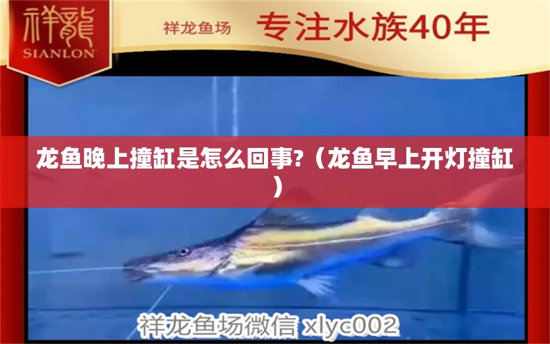 龍魚晚上撞缸是怎么回事?（龍魚早上開燈撞缸）