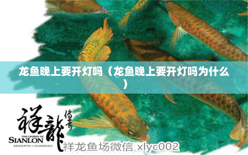 龍魚晚上要開燈嗎（龍魚晚上要開燈嗎為什么） 廣州龍魚批發(fā)市場