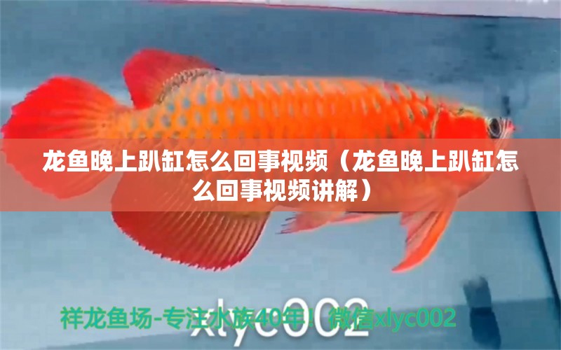 龍魚晚上趴缸怎么回事視頻（龍魚晚上趴缸怎么回事視頻講解）