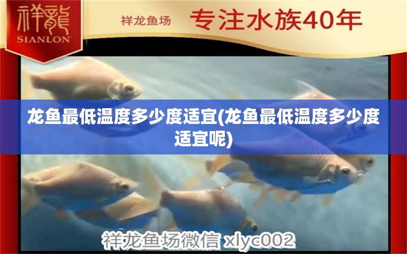 龍魚最低溫度多少度適宜(龍魚最低溫度多少度適宜呢)