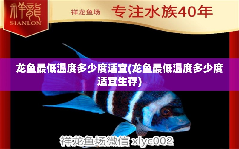 龍魚最低溫度多少度適宜(龍魚最低溫度多少度適宜生存)