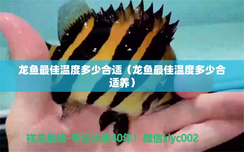 龍魚最佳溫度多少合適（龍魚最佳溫度多少合適養(yǎng)） 廣州龍魚批發(fā)市場