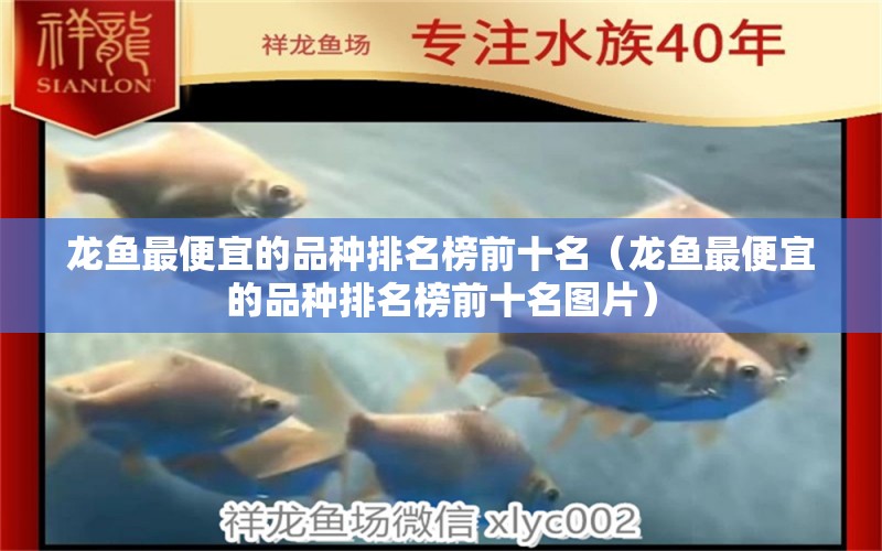 龍魚最便宜的品種排名榜前十名（龍魚最便宜的品種排名榜前十名圖片） 祥龍水族醫(yī)院